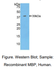 https://msimg.bioon.com/bionline/goods-no-pic.png