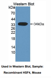 小鼠热休克转录因子4(HSF4)多克隆抗体