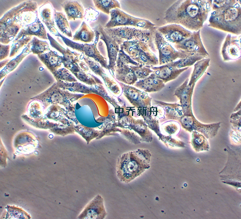 小鼠睾丸间质细胞瘤细胞