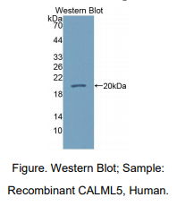 人钙调蛋白样蛋白5(CALML5)多克隆抗体