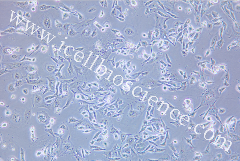 SCC-7细胞/SCC7细胞/SCC-7/SCC7/小鼠鳞状癌细胞