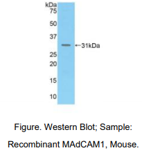 https://msimg.bioon.com/bionline/goods-no-pic.png