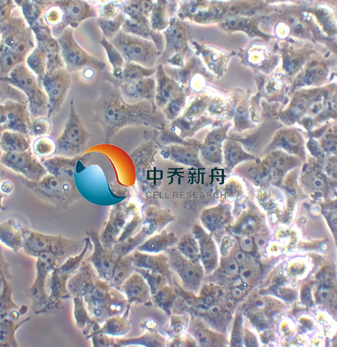 人非小细胞肺癌细胞