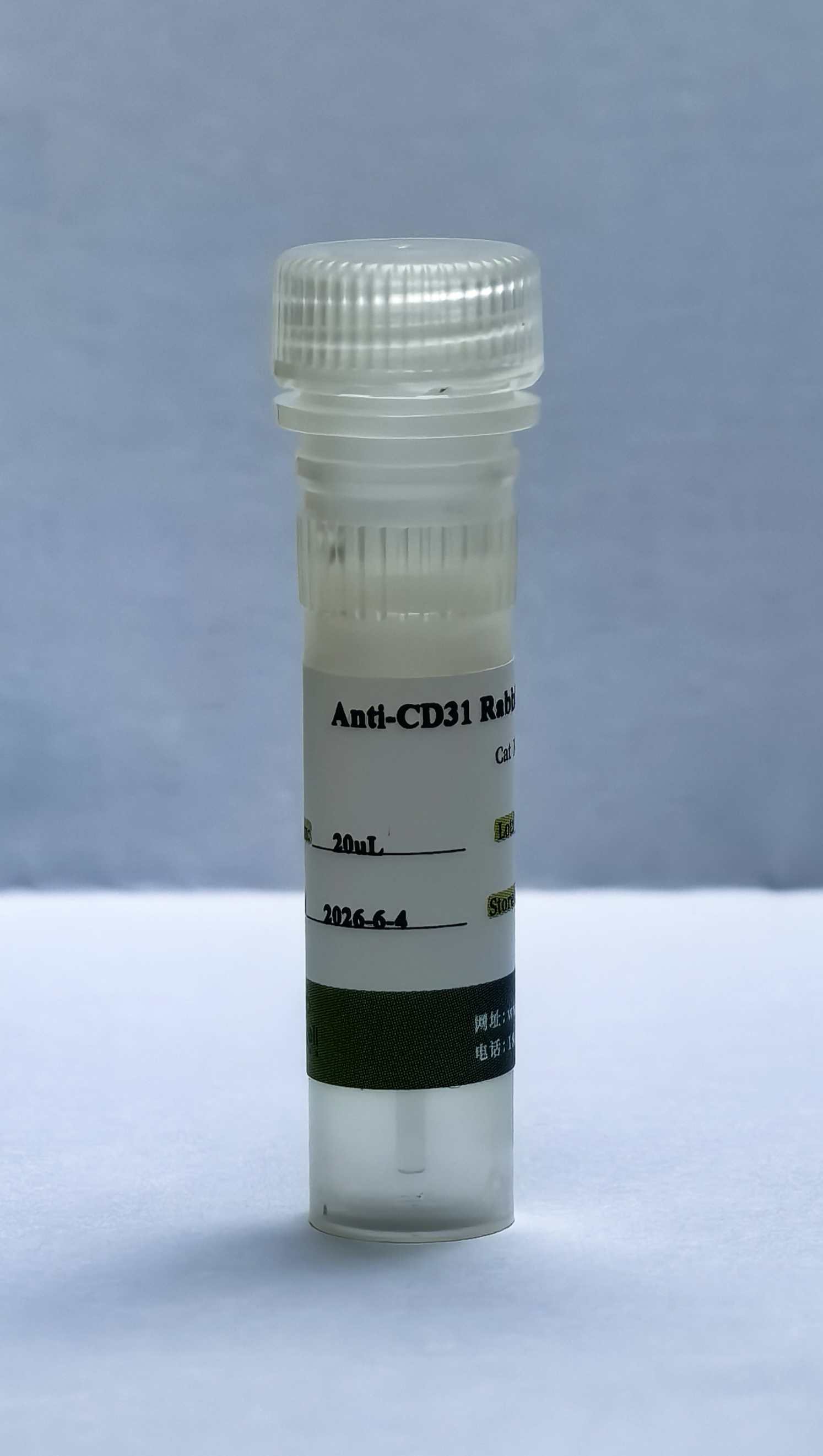 （內皮標志物抗體）Anti-CD31 Rabbit mAb