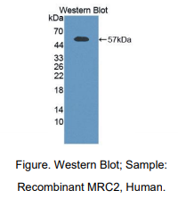 人甘露糖受体C2(MRC2)多克隆抗体
