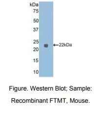 小鼠线粒体铁蛋白(FTMT)多克隆抗体