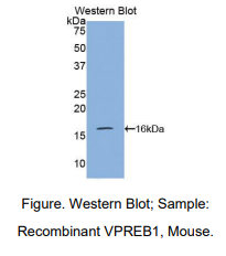 小鼠前-B-淋巴细胞基因1(VPREB1)多克隆抗体