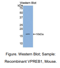 https://msimg.bioon.com/bionline/goods-no-pic.png