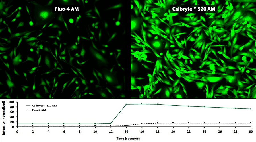 新型钙离子荧光探针Calbryte 520, AM *细胞渗透性*