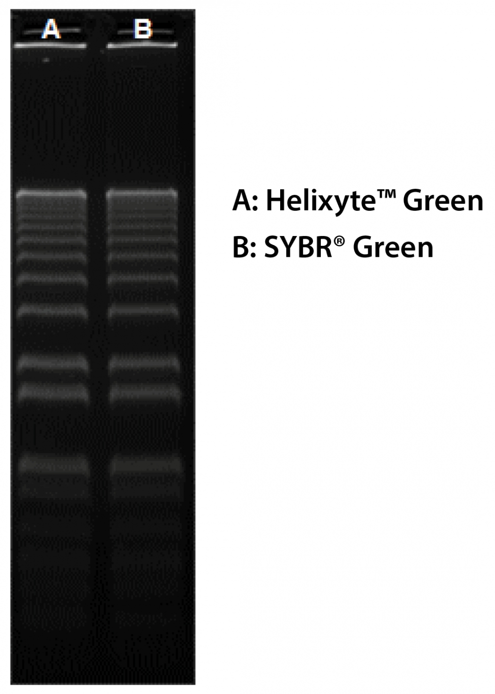 Cyber Green 核酸凝胶染料 [相当于 SYBR® Green] *10,000X DMSO 溶液*
