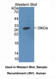 人肝受体同源物1(LRH1)多克隆抗体