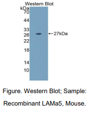 https://msimg.bioon.com/bionline/goods-no-pic.png