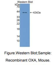 小鼠食欲素A(OXA)多克隆抗体