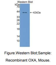 https://msimg.bioon.com/bionline/goods-no-pic.png