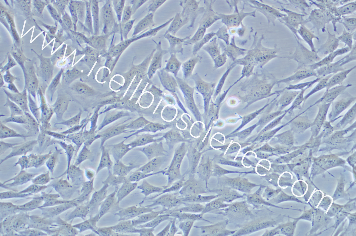 https://img.medsci.cn/5f561f9d1966c8a40c069b97fcac23b82666d7612246dbae75064de0bed04333.png