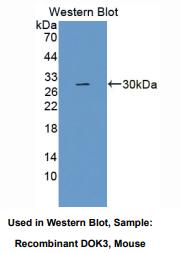 小鼠停靠蛋白3(DOK3)多克隆抗体