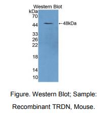 小鼠三合蛋白(TRDN)多克隆抗体