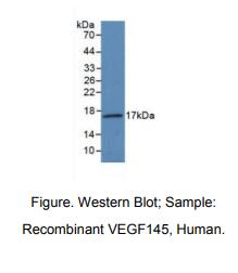 人血管内皮生长因子145(VEGF145)多克隆抗体