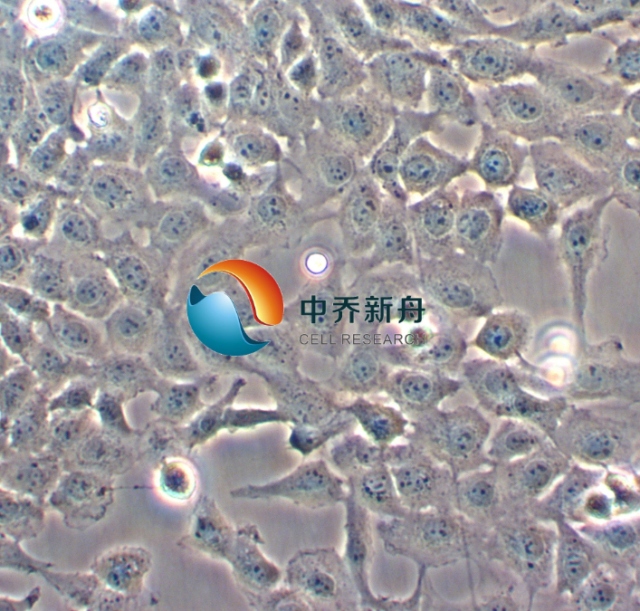 猫肾细胞