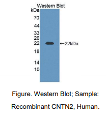 人接触蛋白2(CNTN2)多克隆抗体