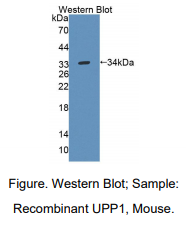 https://msimg.bioon.com/bionline/goods-no-pic.png