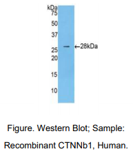 https://msimg.bioon.com/bionline/goods-no-pic.png