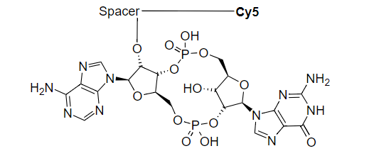 2’,3’-cGAMP-Cy5 偶联物