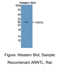 大鼠芳香烃受体核转位因子样蛋白(ARNTL)多克隆抗体