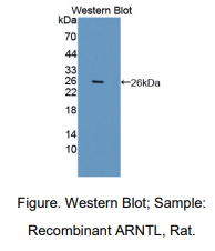 https://msimg.bioon.com/bionline/goods-no-pic.png