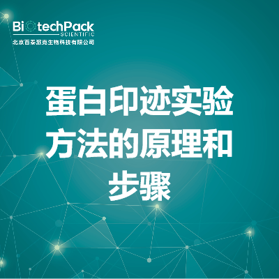 蛋白印迹实验方法的原理和步骤