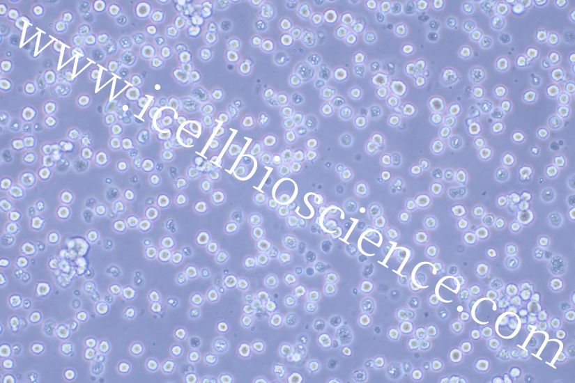 MR-1细胞/MR1细胞/MR-1/MR1/中国仓鼠X小鼠B淋巴细胞杂交瘤