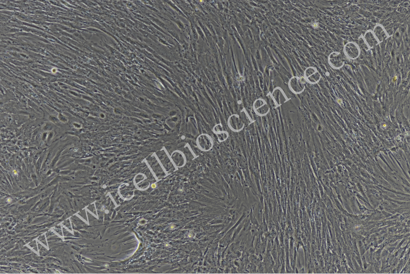 小鼠口腔黏膜成纤维细胞/小鼠原代口腔黏膜成纤维细胞/口腔黏膜成纤维细胞/大鼠口腔黏膜成纤维细胞