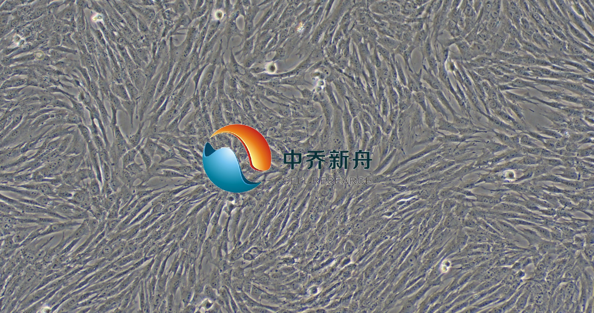 原代人黄韧带成纤维细胞