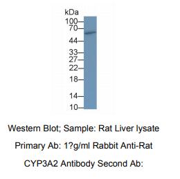 大鼠细胞色素P450家族成员3A2(CYP3A2)多克隆抗体