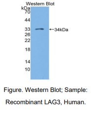 人淋巴细胞激活基因3(LAG3)多克隆抗体