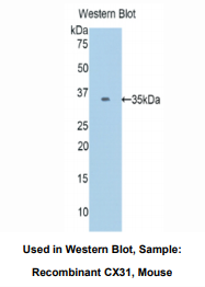 小鼠间隙连接蛋白31(CX31)多克隆抗体
