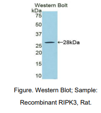 大鼠受体相互作用丝氨酸苏氨酸激酶3(RIPK3)多克隆抗体