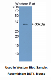 小鼠骨髓基质细胞抗原1(BST1)多克隆抗体