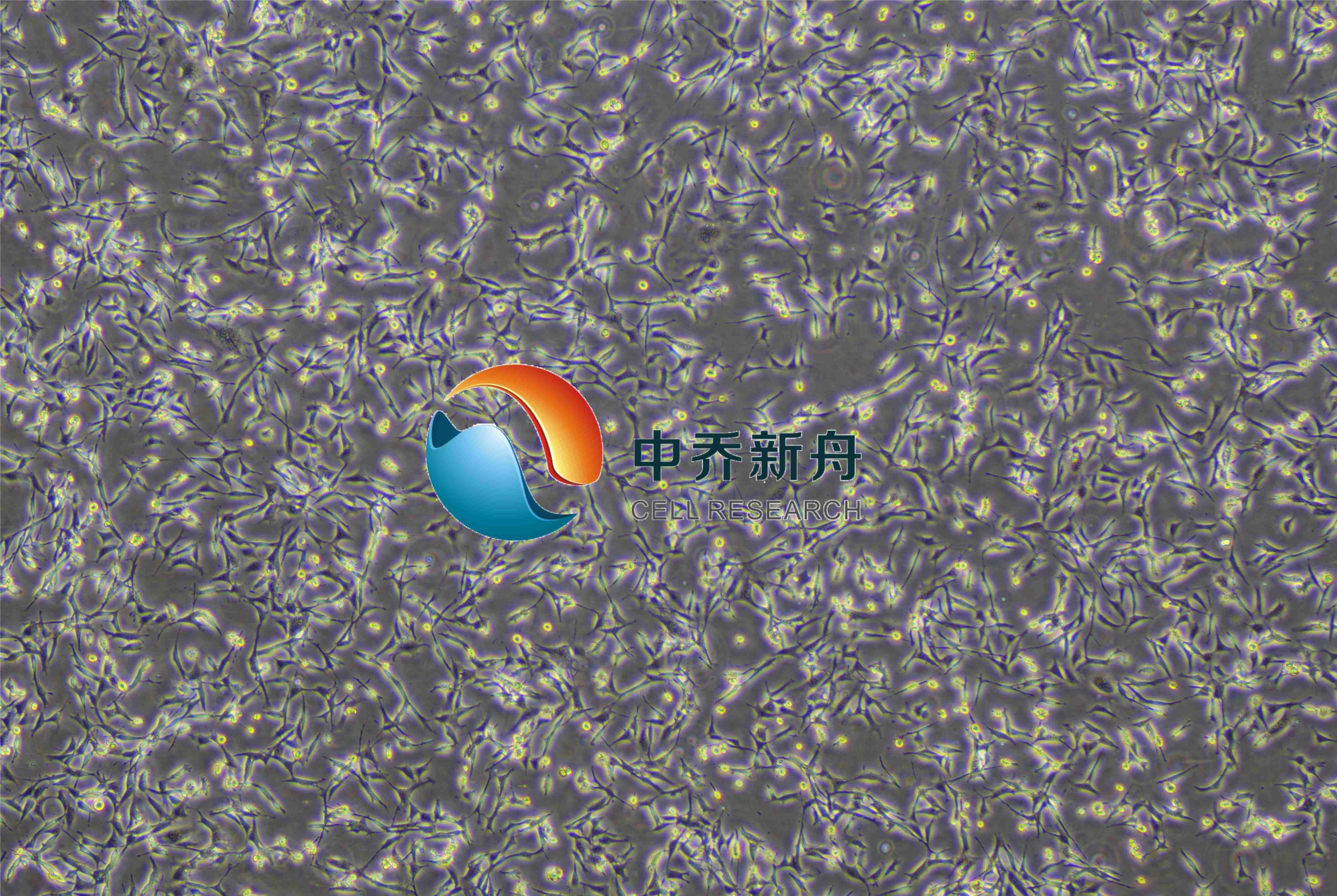 小鼠肺上皮细胞