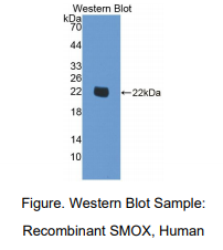 人精胺氧化酶(SMOX)多克隆抗体