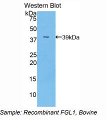 牛纤维蛋白原相关蛋白1(FGL1)多克隆抗体