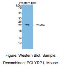 小鼠肽聚糖识别蛋白1(PGLYRP1)多克隆抗体