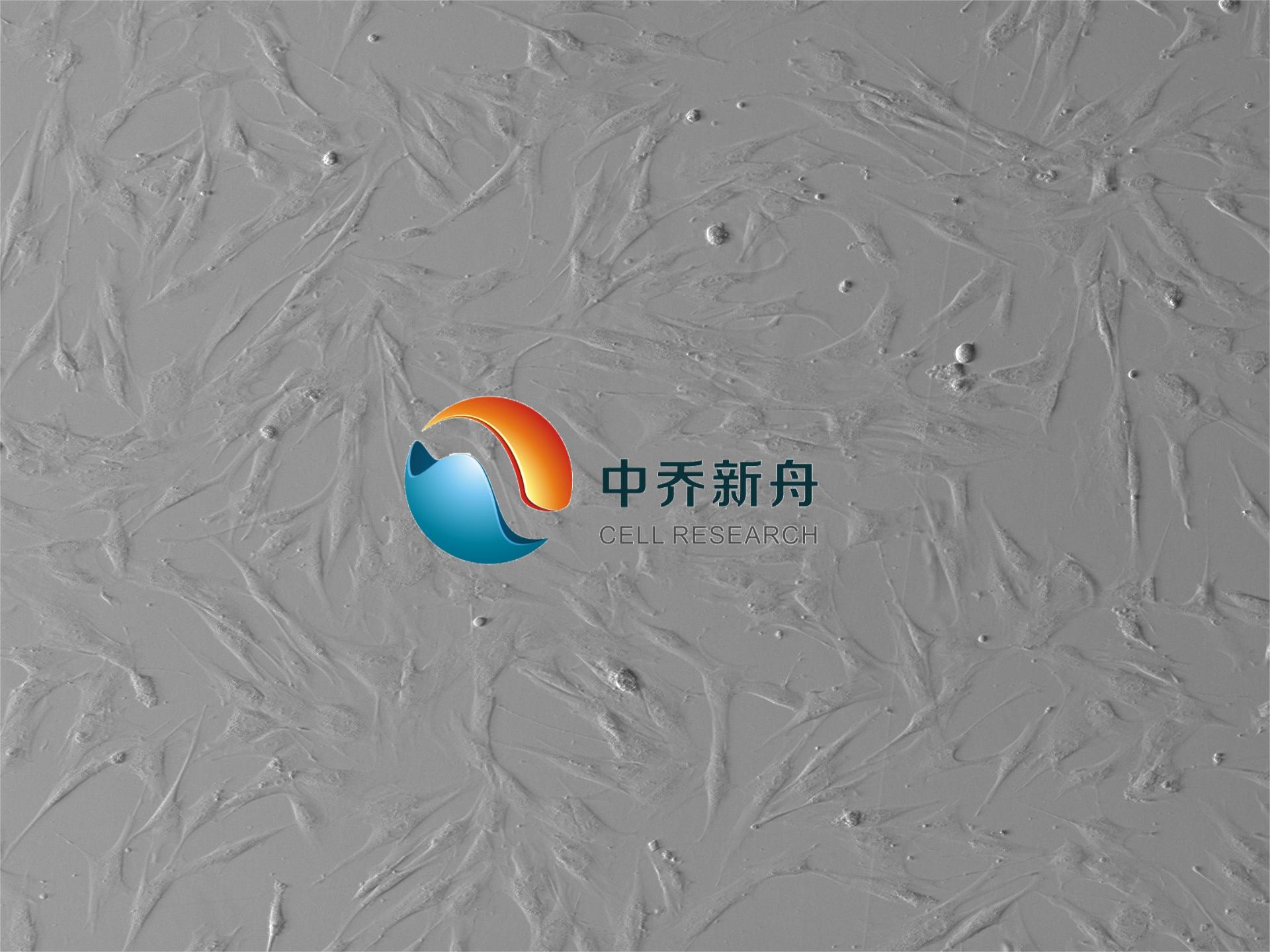 人肾小球系膜细胞