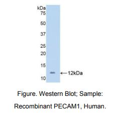 人血小板内皮细胞粘附分子1(PECAM1)多克隆抗体