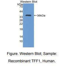人三叶因子1(TFF1)多克隆抗体