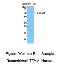 人线粒体转录因子A(TFAM)多克隆抗体