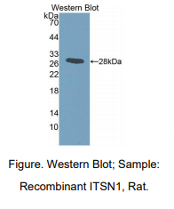 https://msimg.bioon.com/bionline/goods-no-pic.png