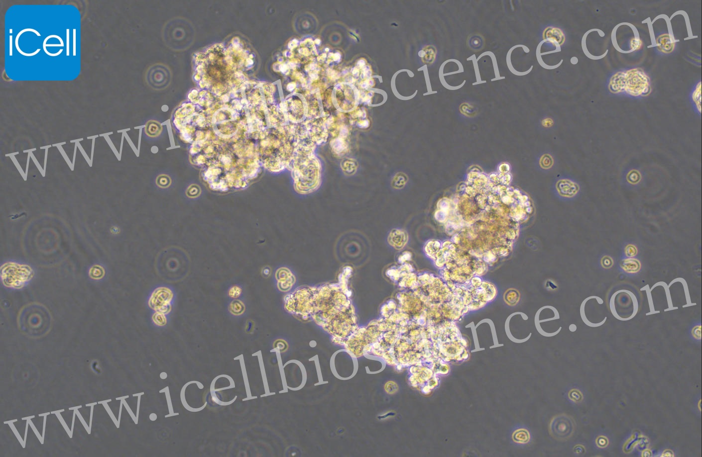 https://img.medsci.cn/5f561f9d1966c8a40c069b97fcac23b82666d7612246dbae75064de0bed04333.png