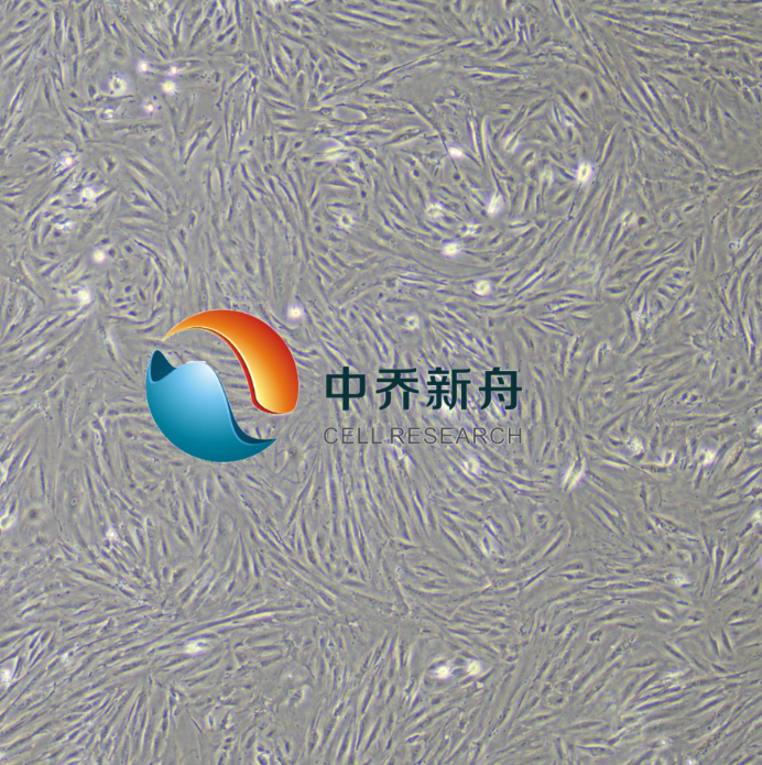 正常人结肠组织细胞