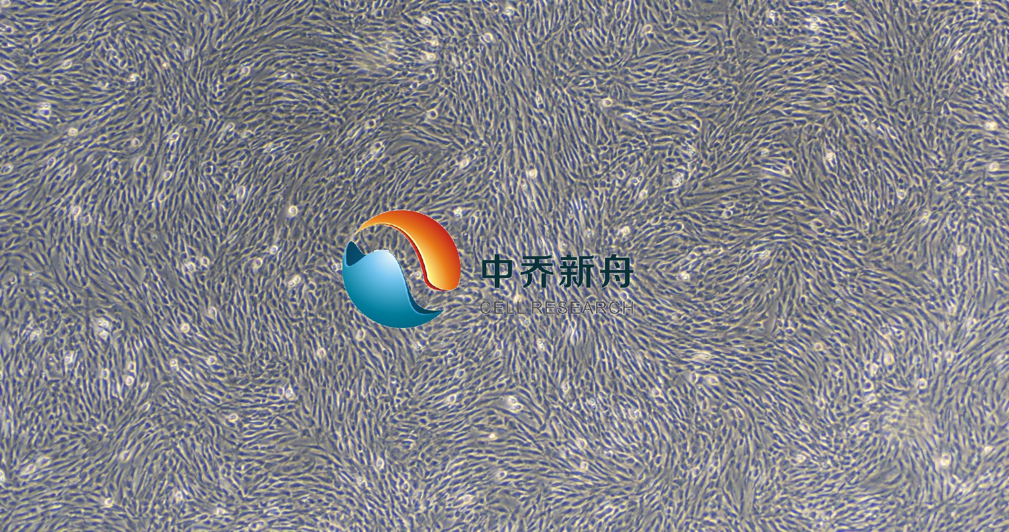 原代人肺癌成纤维细胞
